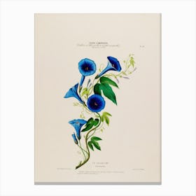 Blue Calla Lilies Canvas Print