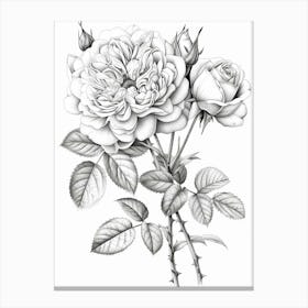 Roses Sketch 12 Canvas Print
