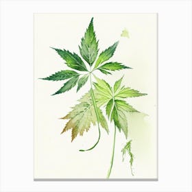 Stinging Nettle Herb Minimalist Watercolour Canvas Print