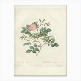 Rose Illustration, Pierre Joseph Redoute, Pierre Joseph Redoute(126) Canvas Print