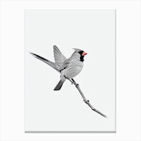Northern Cardinal B&W Pencil Drawing 1 Bird Canvas Print
