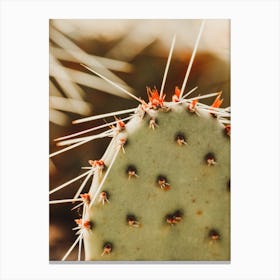 Up Close Cactus Canvas Print