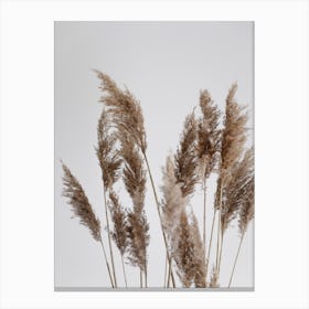 Pampas Reed In The Wind Canvas Print