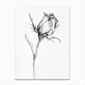 English Rose Black And White Line Drawing 6 Canvas Print
