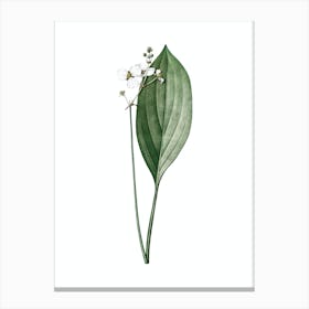 Vintage Bulltongue Arrowhead Botanical Illustration on Pure White Canvas Print