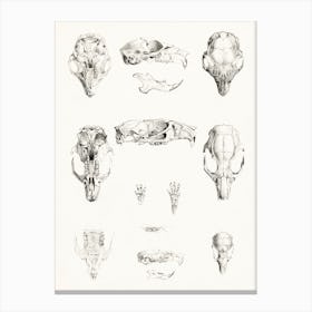 Rodent Skulls, Theo Van Hoytema Canvas Print