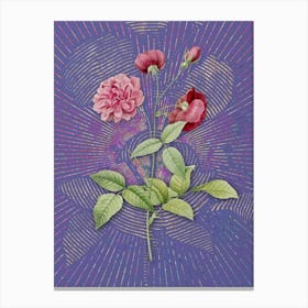 Vintage China Rose Botanical Illustration on Veri Peri n.0801 Canvas Print