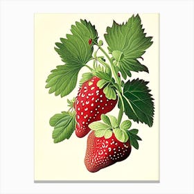 June Bearing Strawberries, Plant, Vintage Botanical Drawing 1 Canvas Print