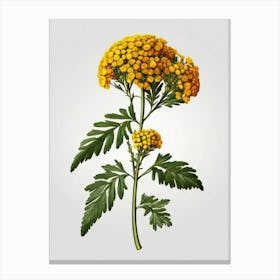 Chamomile 1 Canvas Print