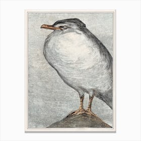 Silver Gull (1878–1908), Theo Van Hoytema Canvas Print