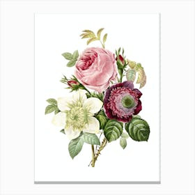 Vintage Anemone Rose Botanical Illustration on Pure White n.0239 Canvas Print