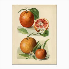 Vintage Illustration Of Orange, John Wright Canvas Print