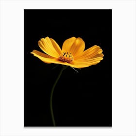 Yellow Cosmos Flower Canvas Print