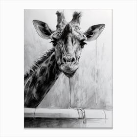 Giraffe In The Bath Pencil Drawing 2 Canvas Print