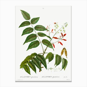 Tree Of Heaven, Pierre Joseph Redoute Canvas Print