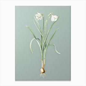 Vintage Narcissus Candidissimus Botanical Art on Mint Green n.0471 Canvas Print