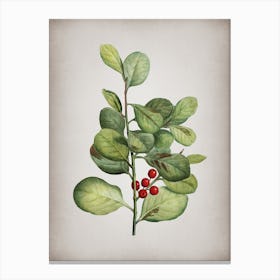 Vintage Lingonberry Evergreen Shrub Botanical on Parchment n.0885 Canvas Print