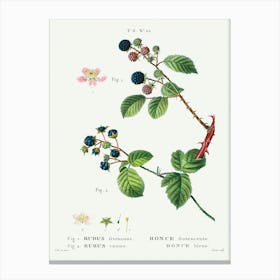 Blackberry, Dewberry, Pierre Joseph Redoute Canvas Print