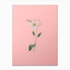Vintage Mr. Dickson's Echinacea Botanical on Soft Pink n.0504 Canvas Print