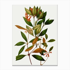 Eucalyptus 11 Canvas Print