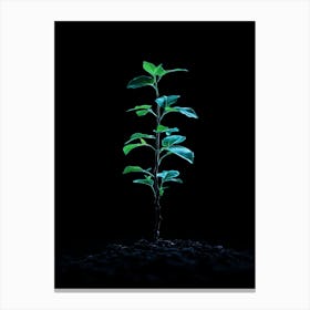 Small Green Plant On Black Background 23 Canvas Print