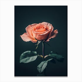 Pink Rose On Black Background 59 Canvas Print