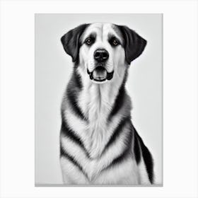 Anatolian Shepherd Dog B&W Pencil dog Canvas Print