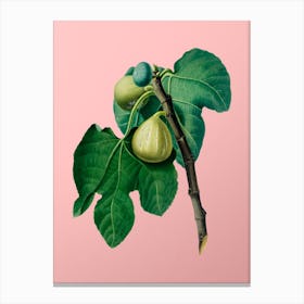 Vintage Fig Branch Botanical on Soft Pink n.0771 Canvas Print