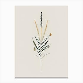 Horsetail Spices And Herbs Retro Minimal 1 Canvas Print
