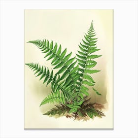 Vintage Illustration Sensitive Fern 3 Canvas Print