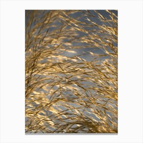 Golden pampas grass, macro Canvas Print