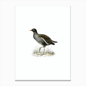 Vintage Common Moorhen Bird Illustration on Pure White Canvas Print