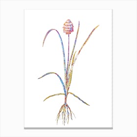 Stained Glass Veltheimia Abyssinica Mosaic Botanical Illustration on White Canvas Print