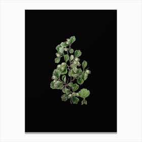 Vintage Spathula Leaved Thorn Flower Botanical Illustration on Solid Black n.0464 Canvas Print