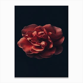 Red Rose 31 Canvas Print