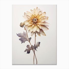 Pressed Flower Botanical Art Chrysanthemum 1 Canvas Print