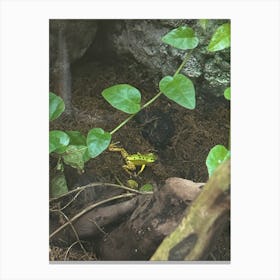 Small frog Canvas Print