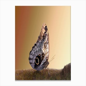 Butterfly On A Branch Canvas Print