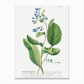 Plantae Selectae Flowers Art Print Canvas Print