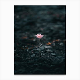 Single Flower In The Dark 109 Canvas Print