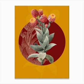 Vintage Botanical Cudweeds Gnaphalium Eximium on Circle Red on Yellow n.0117 Canvas Print