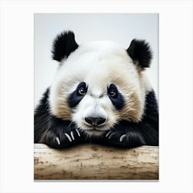 Color Photograph Of A Panda Canvas Print