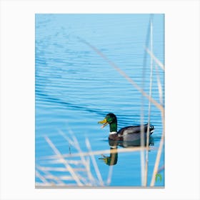 Mallard Duck 20220101 124ppub Canvas Print