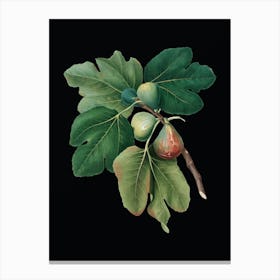 Vintage Common Fig Botanical Illustration on Solid Black n.0180 Canvas Print