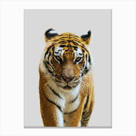 Tiger 1 Canvas Print