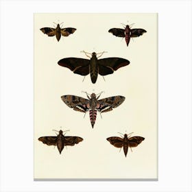 Vintage Moths 1 Canvas Print