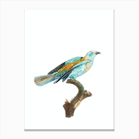 Vintage Abyssinian Roller Female Bird Illustration on Pure White Canvas Print