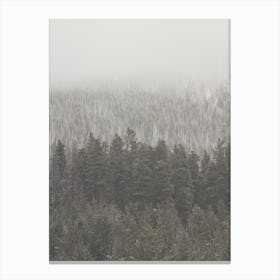 Foggy Evergreen Forest Canvas Print