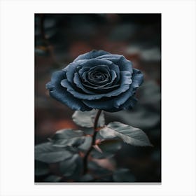 Dark Rose 74 Canvas Print