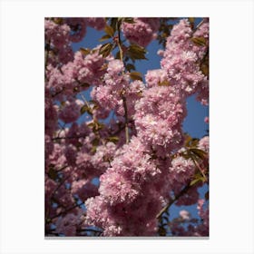 Pink blossoms of the ornamental cherry Canvas Print